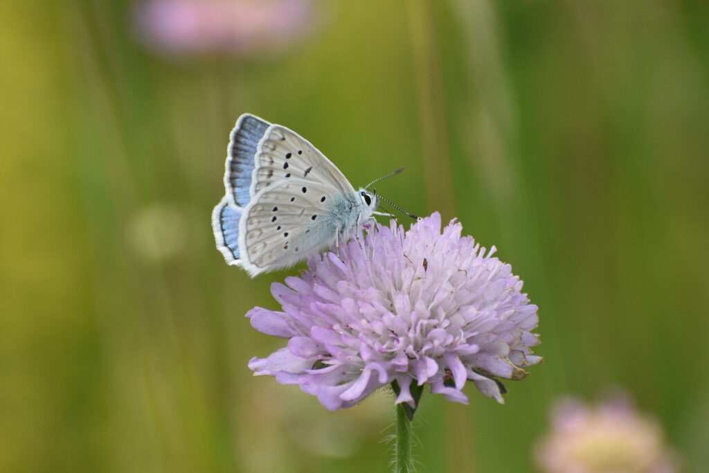 Citizens Forests Fläche in Wolkersdorf ist Biodiversitätshotspot