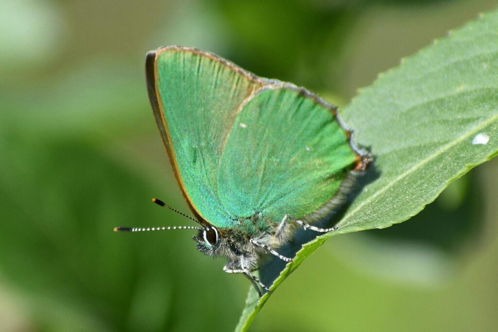 Citizens Forests Wolkersdorf Fläche „Biodiversitätshotspot“ – Update