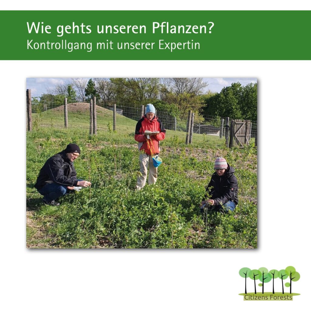 Update zum Mini-Wald in Obersdorf