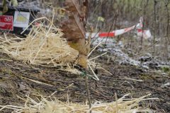 Citizens-Forests_Pflanz-1_20221119_062