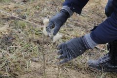 Citizens-Forests_Pflanz-1_20221119_131