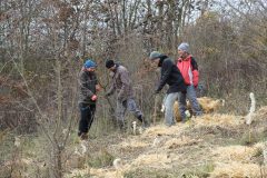 Citizens-Forests_Pflanz-1_20221119_227